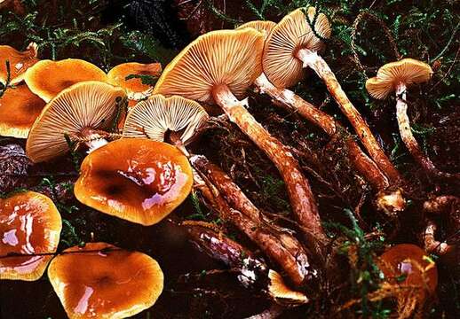 Image of Honey Fungus