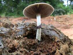 Image of Psilocybe