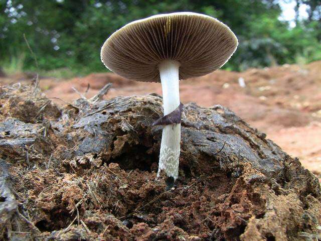 Image de Psilocybe