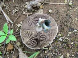 Image de Psilocybe