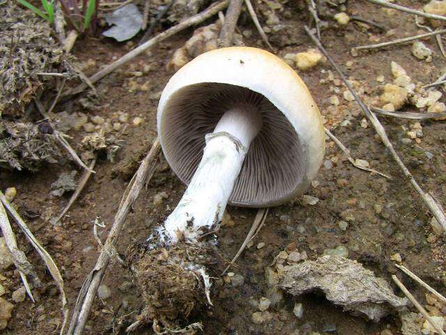 Image de Psilocybe