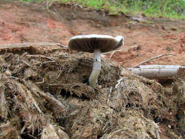 Image de Psilocybe