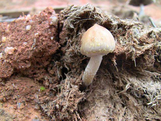 Image de Psilocybe