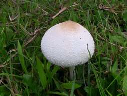 Image of Agaricaceae