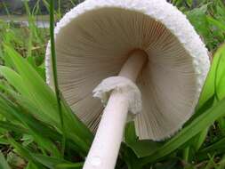 Image of Agaricaceae