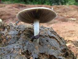 Image de Psilocybe