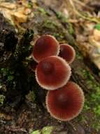 Image of Bonnet Mushroom