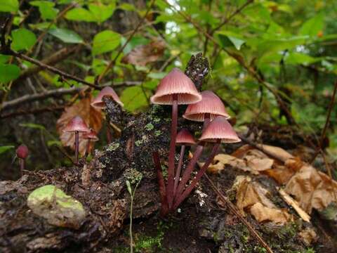 Image of Mycena