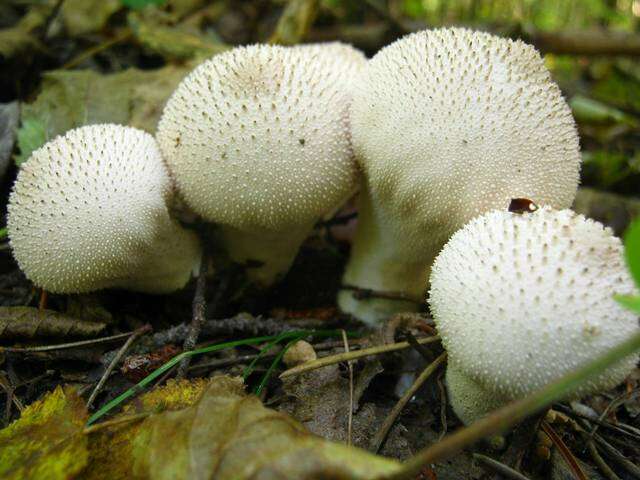 Imagem de Lycoperdon