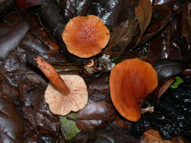 Image of Lactarius rubidus (Hesler & A. H. Sm.) Methven 2013