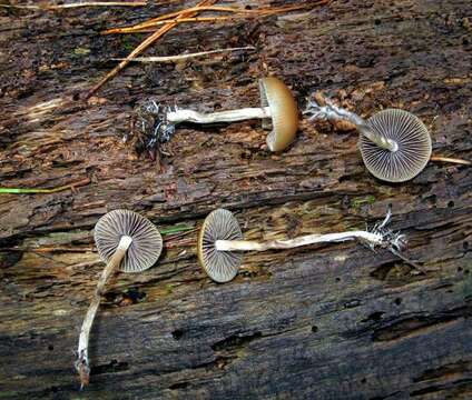 Image of Psilocybe aztecorum R. Heim 1957