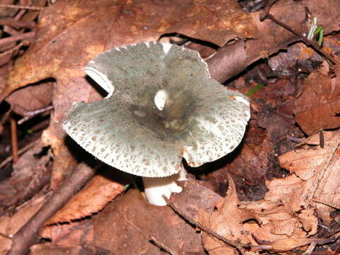 Image of Russula virescens (Schaeff.) Fr. 1836