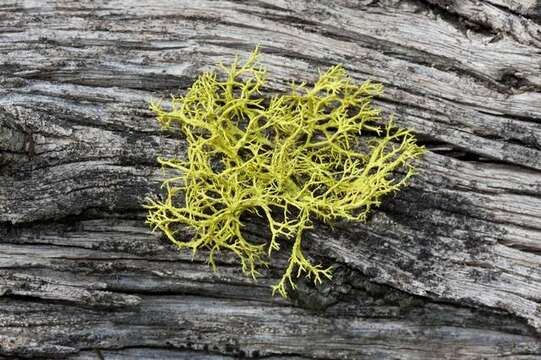 Image of wolf lichen