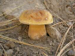 Image of Boletus