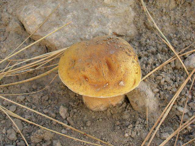 Image of Boletus