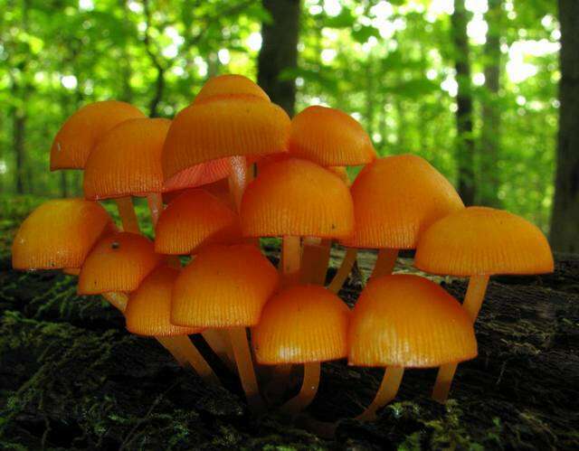 Image of Mycena leaiana (Berk.) Sacc. 1891