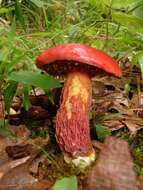 Image of Butyriboletus frostii (J. L. Russell) G. Wu, Kuan Zhao & Zhu L. Yang 2016