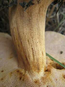 Image of boletes