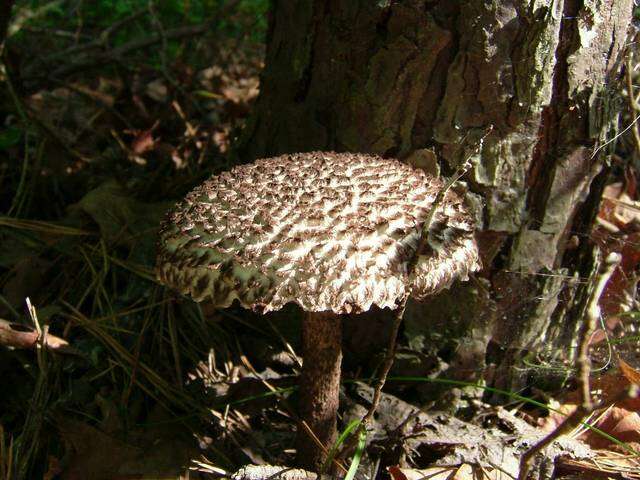 Image of Strobilomyces