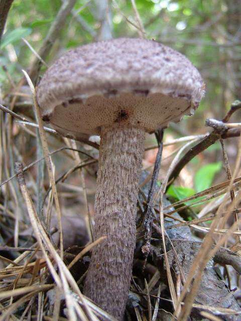 Image of Strobilomyces