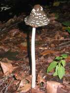 Image de Coprinopsis