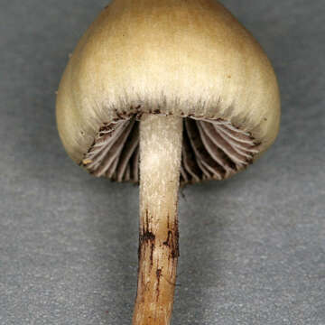 Plancia ëd Psilocybe semilanceata (Fr.) P. Kumm. 1871