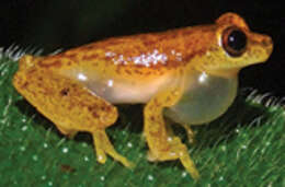 Image of Dendropsophus haddadi (Bastos & Pombal 1996)