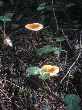 Image of Hygrophoropsidaceae