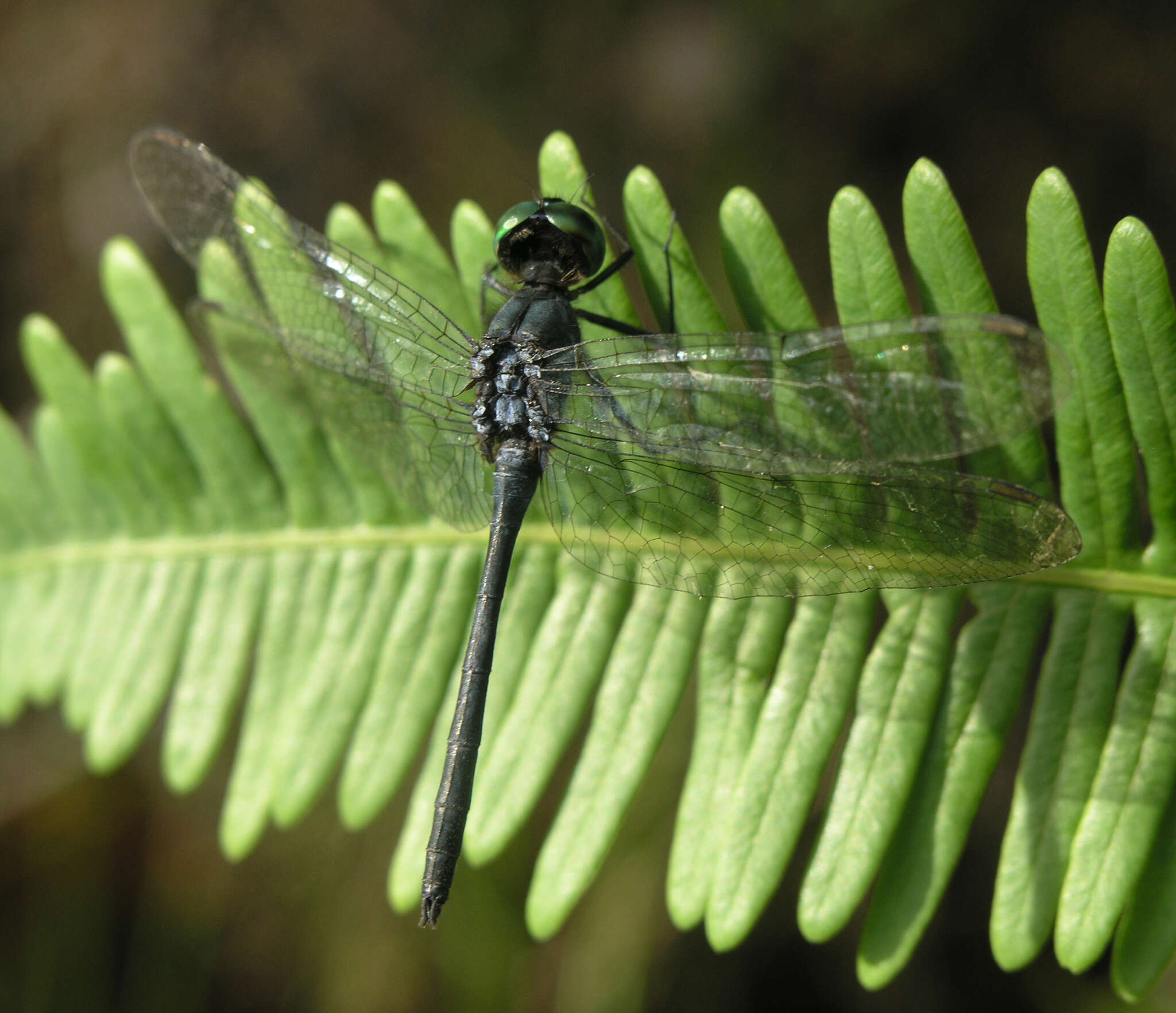 Imagem de Chalybeothemis fluviatilis Lieftinck 1933