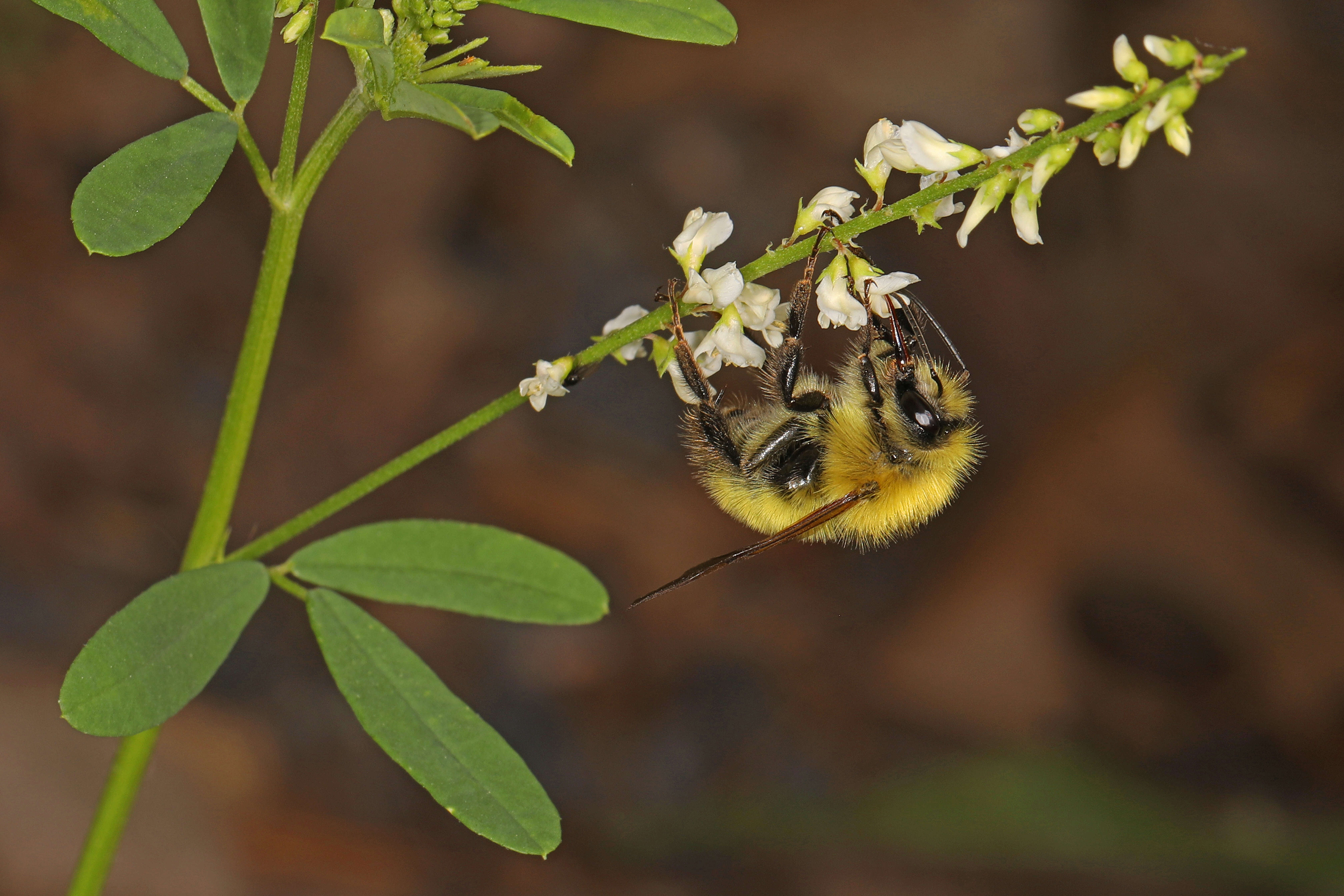 Image of Confusing Bumblebee