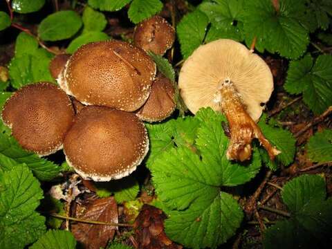 Image of Pholiota