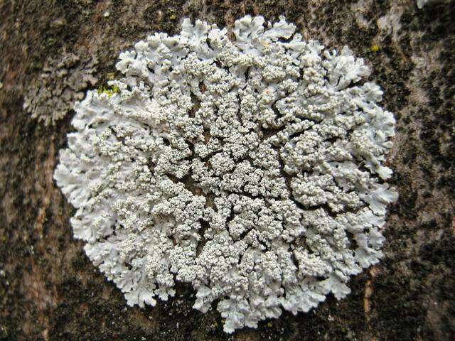 Image of Clemente's rosette lichen