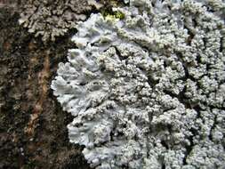 Image of Clemente's rosette lichen