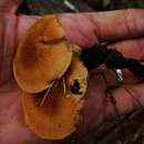 Слика од Polyporus radicatus Schwein. 1832