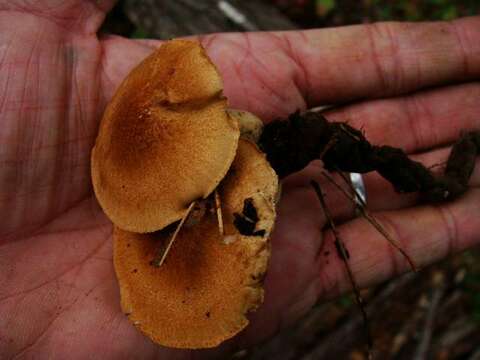 Image of Polyporus