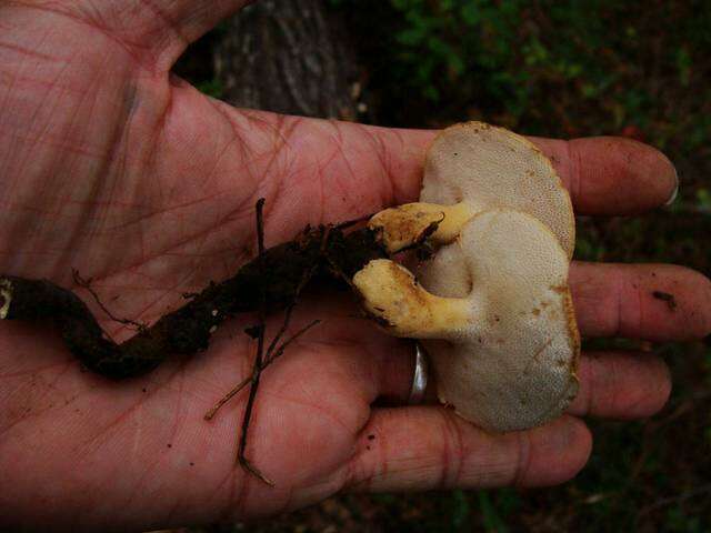 Image of Polyporus