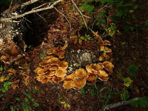 Image of Honey Fungus