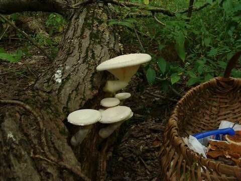 Imagem de Pleurotus