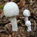 Image of <i>Amanita polypyramis</i>