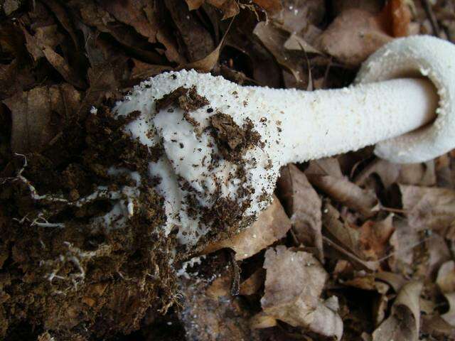 Image of <i>Amanita polypyramis</i>