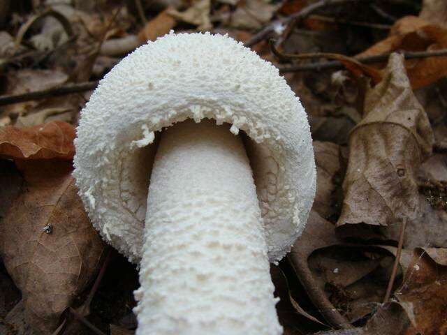 Image of <i>Amanita polypyramis</i>