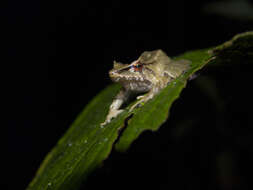 Image of Pristimantis silverstonei (Lynch & Ruiz-Carranza 1996)