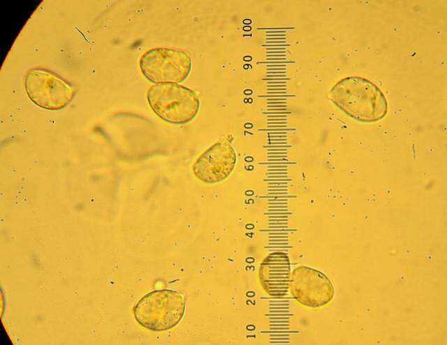 Слика од Hymenopellis