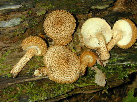 Слика од Leucopholiota