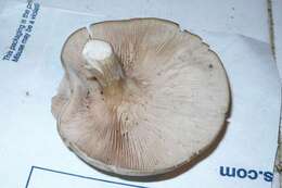 Image of Entoloma abortivum (Berk. & M. A. Curtis) Donk 1949