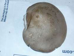 Image of Entoloma abortivum (Berk. & M. A. Curtis) Donk 1949