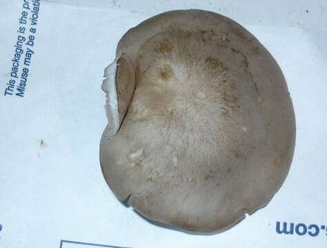 Image of Entoloma abortivum (Berk. & M. A. Curtis) Donk 1949