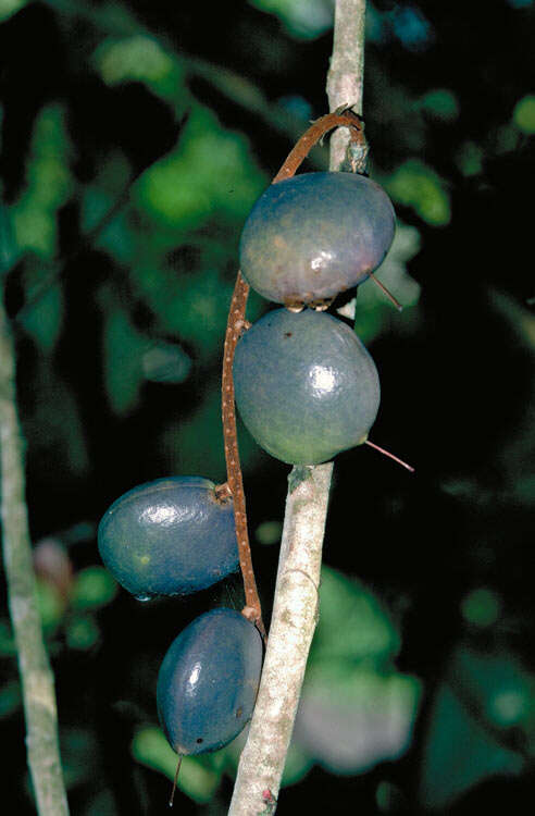 Image of Athertonia diversifolia (C. T. White) L. A. S. Johnson & B. G. Briggs