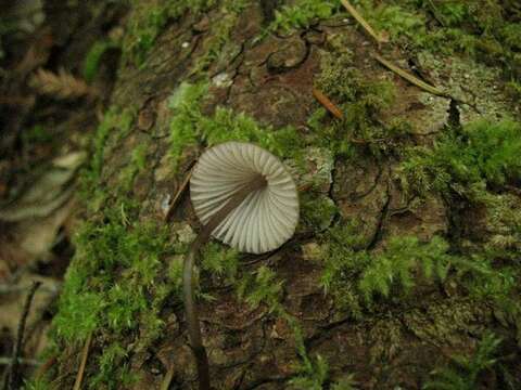 Mycena purpureofusca (Peck) Sacc. 1887 resmi