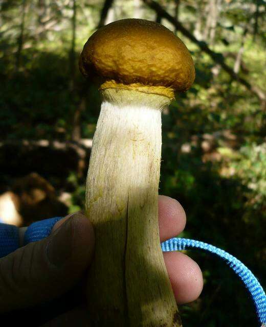 Image of Honey Fungus